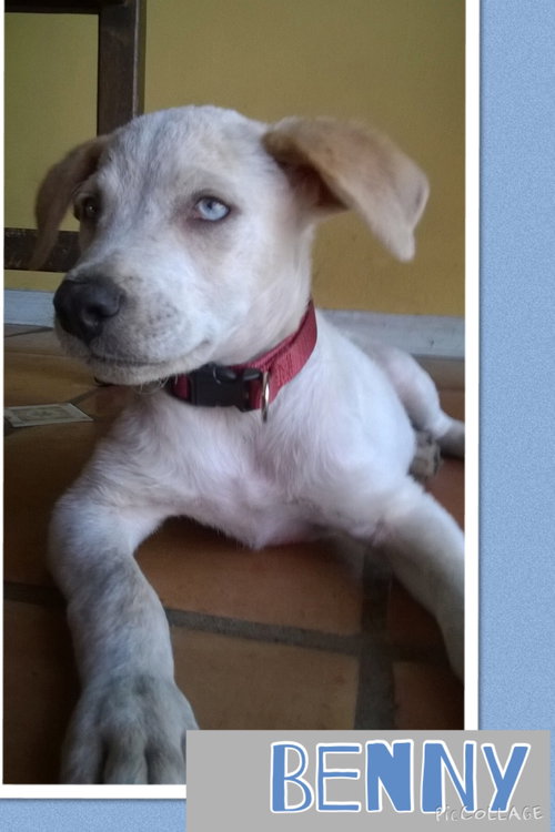 Benny Blue