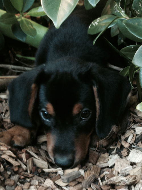 Oliver