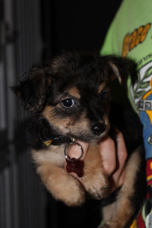 Arlo