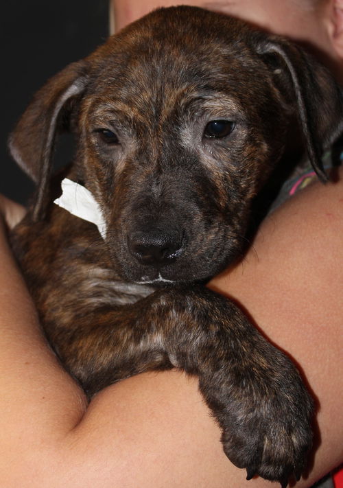 Willow/mastiff