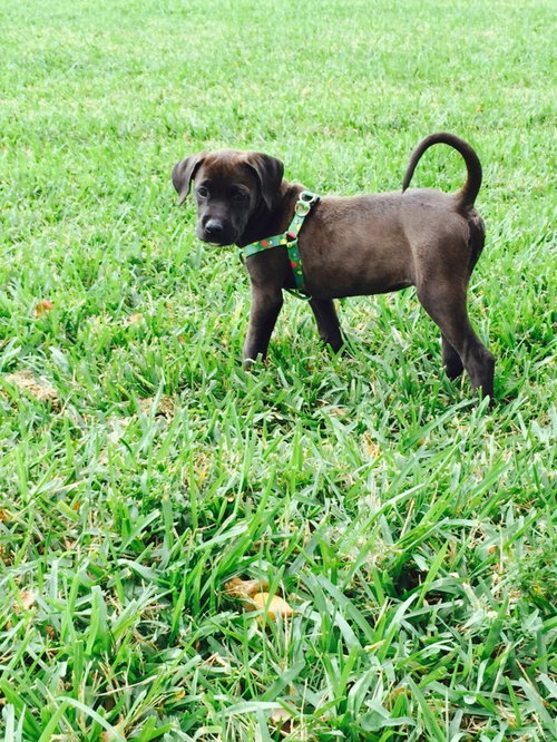 Gracie
