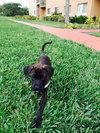 Gracie