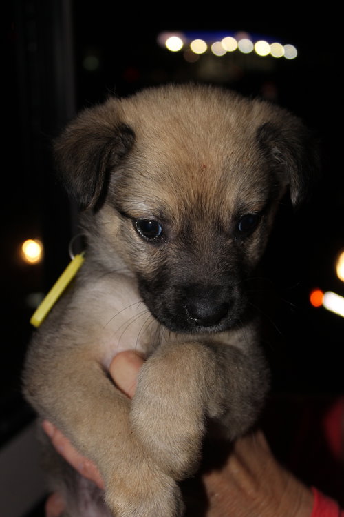 Honey aka Porsche