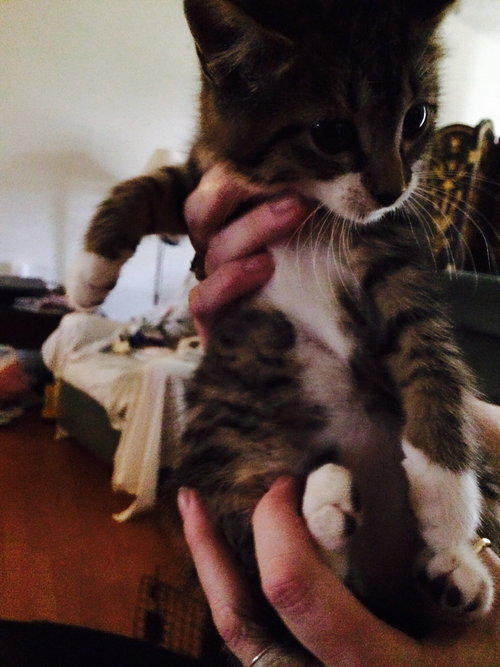 Frodo