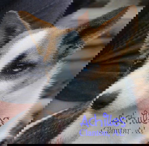 Achilles