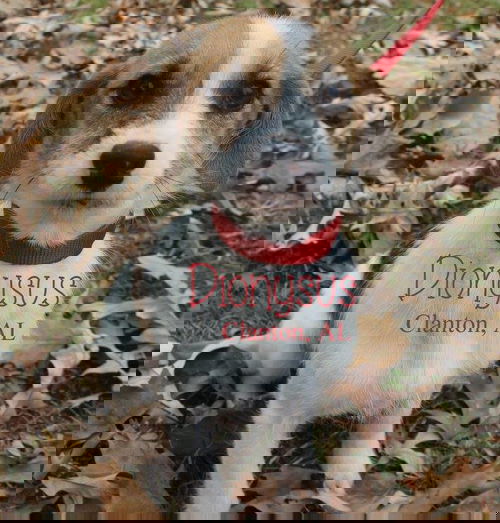Dionysis
