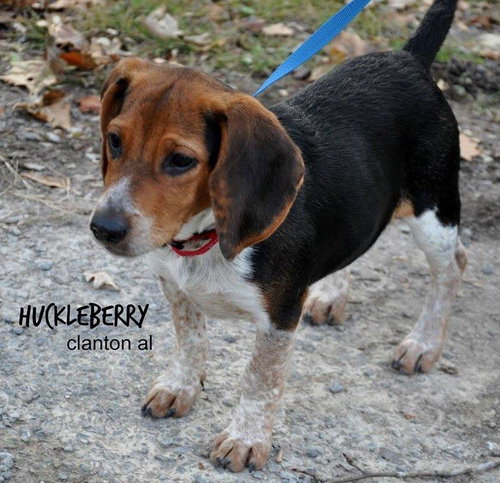 Huckleberry