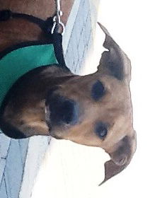 Kody