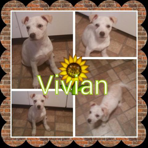 Vivian