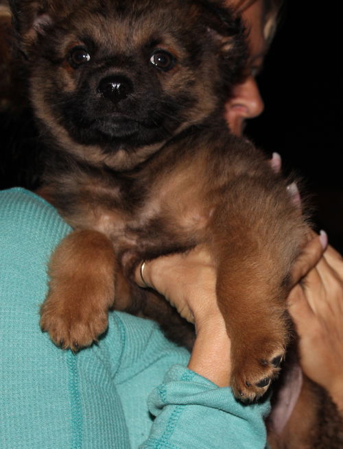 Gretel