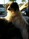 Jingles