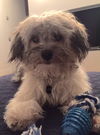 Sawyer