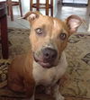 Gracie