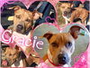 Gracie