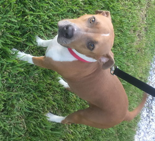 Gracie
