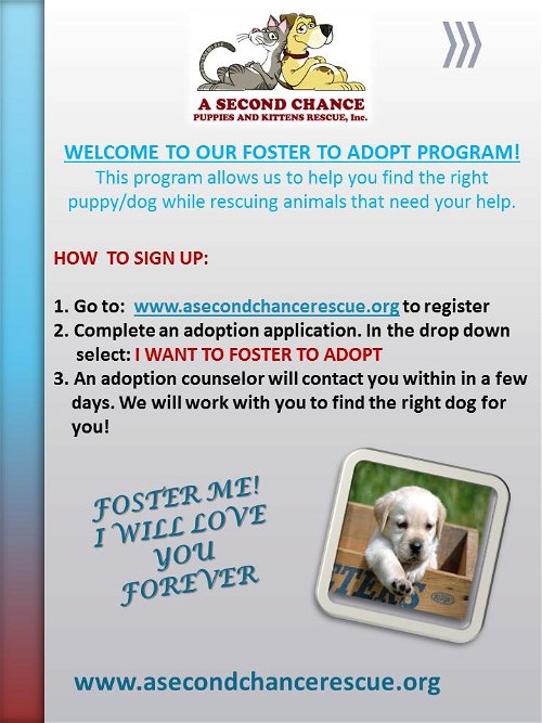 I WANT TO FOSTER TO ADOPT