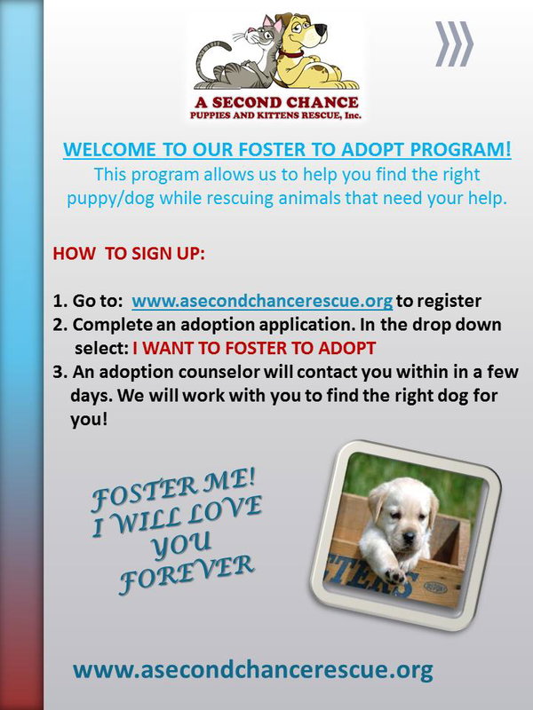 I WANT TO FOSTER TO ADOPT A DOG