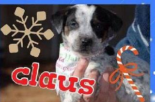 Claus