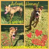 Honey