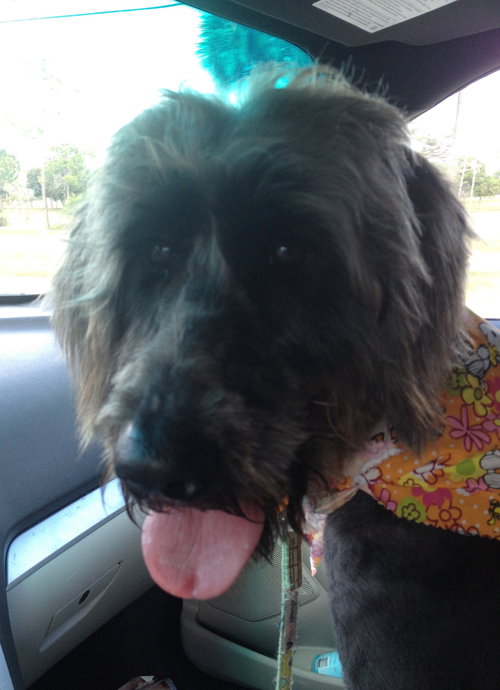 Sprocket