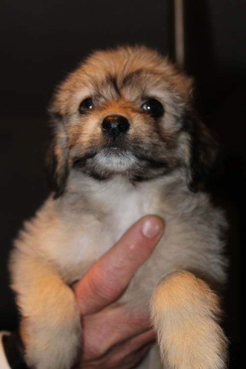 Coco