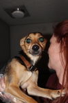 Lucy the dog