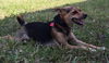 Lucy the dog