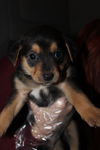 Lilly