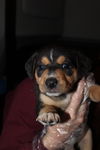Lola