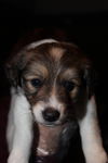 Lulu (1st)