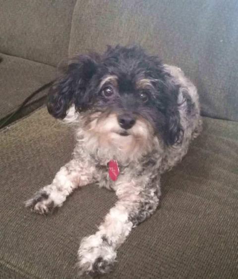 Holly Scruff