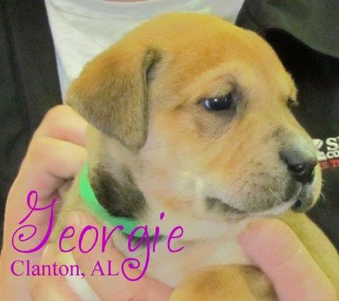 Georgie
