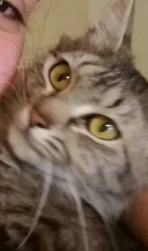 Lola - Maine Coon