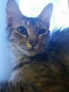 Lola - Maine Coon