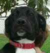 Frieda