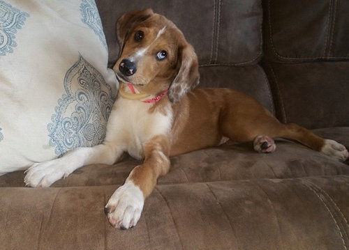 Ben - Catahoula