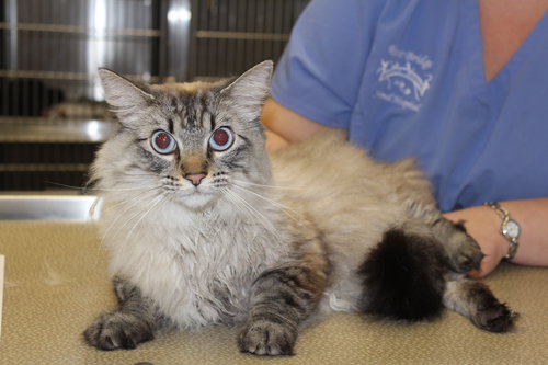 Blue Eyes