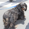 Lucy the Dachshund