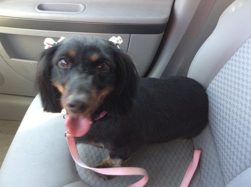 Lucy the Dachshund