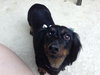 Lucy the Dachshund