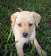 Chloe\ Perfume Pup