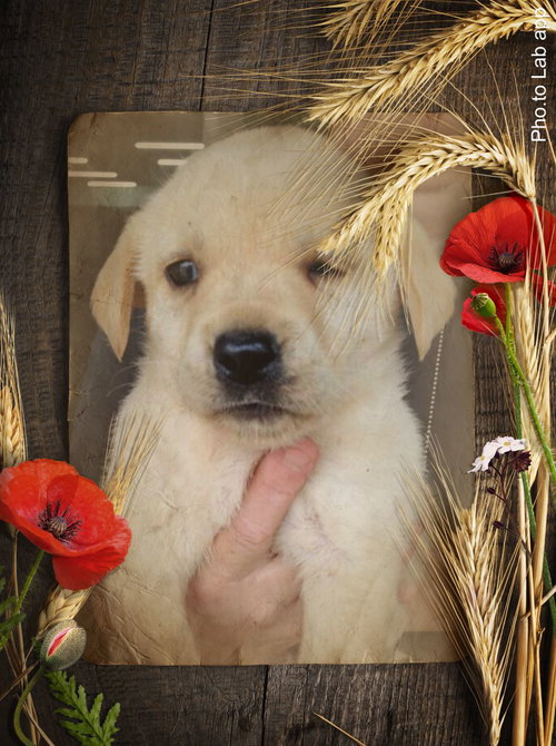 Chloe\ Perfume Pup