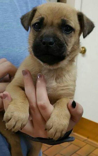 Lucy Loo