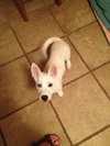 Blanca