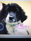Athena