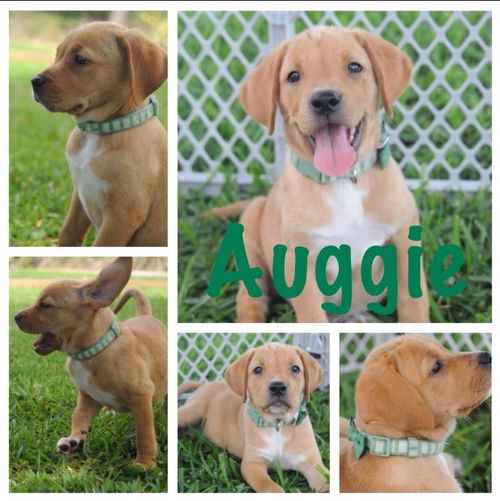 Auggie