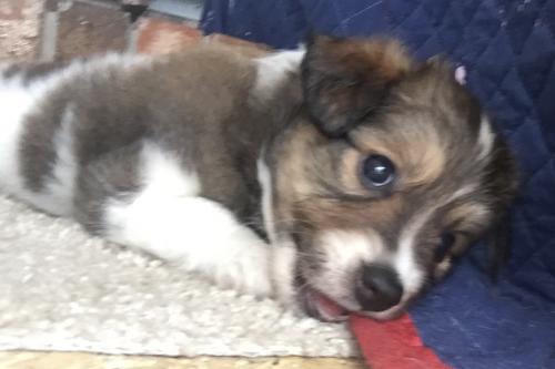Lulu