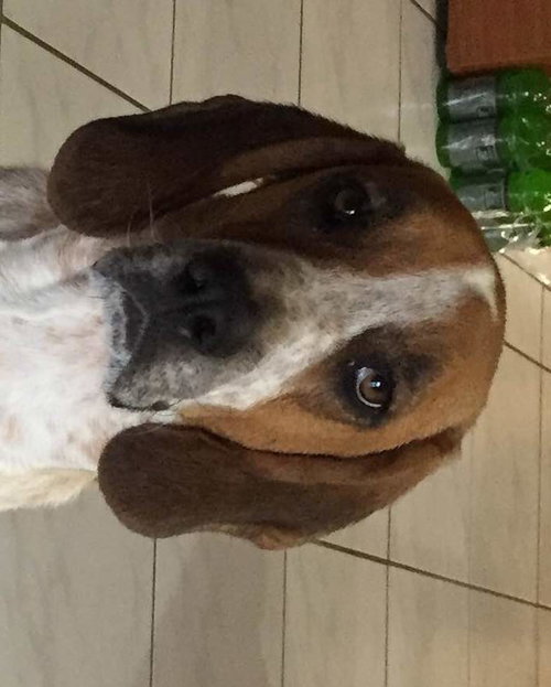 Charlie the Coonhound
