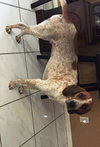 Charlie the Coonhound