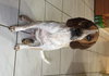Charlie the Coonhound